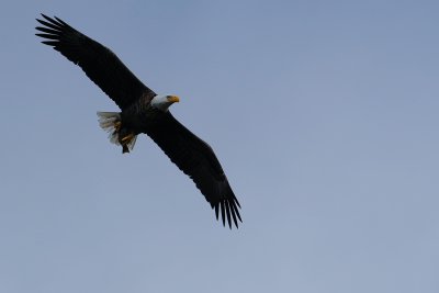 Bald eagle with stolen fish