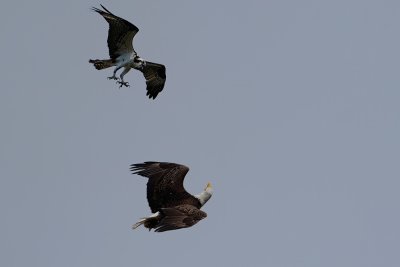 Osprey counter-attacking bald eagle