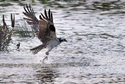 Osprey emerging from the water with a fish