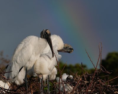 Wood storks with rainbows
