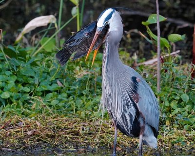 Great blue heron with large fish