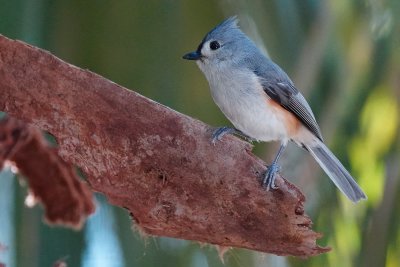 Tufted titmouse