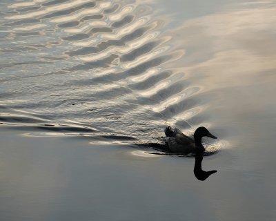 Duck making sunset ripples