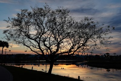 Sunset tree