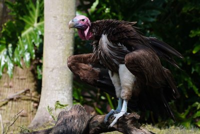 Big African lappet-faced vulture