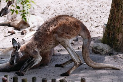 Kangaroo