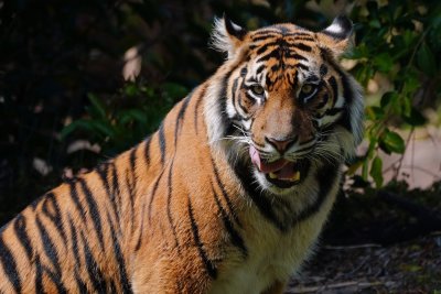 Malayan tiger closeup