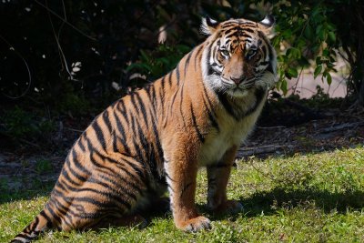 Malayan tiger