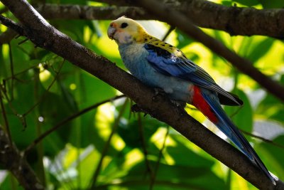 Colorful Asian bird