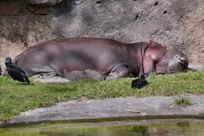 Napping hippo