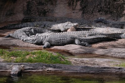 Sunning crocodiles