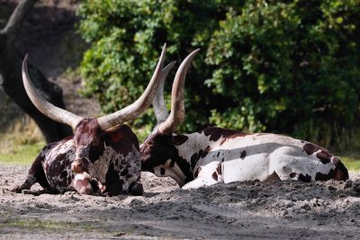 Resting ankole cattle