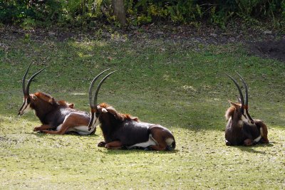 Sable antelope resting