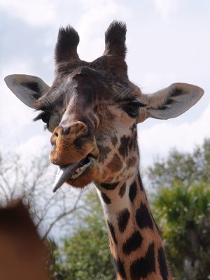Giraffe even closer closeup