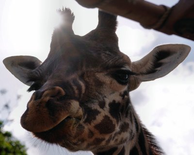 Giraffe super duper closeup