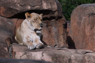 Lion hanging out