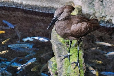 Hammerkop checking out the fish