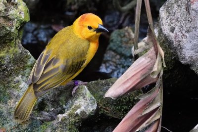 Golden weaver by the water