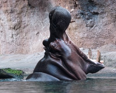 Hippo big mouth yawn