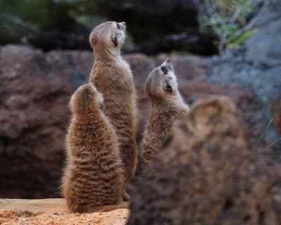 Meercats looking up