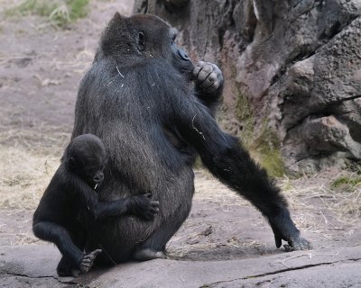 Baby gorilla with mom