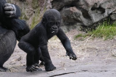 Baby gorilla out wandering