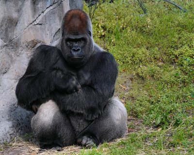 Grumpy male gorilla