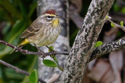 Palm warbler with full male colors