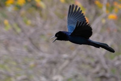 Boat-tailed grackle flying by