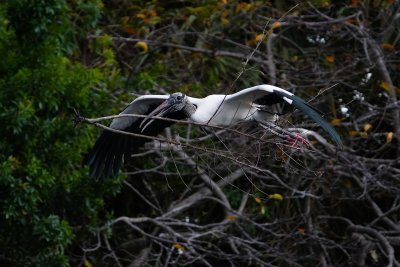 Wood stork with giant branch