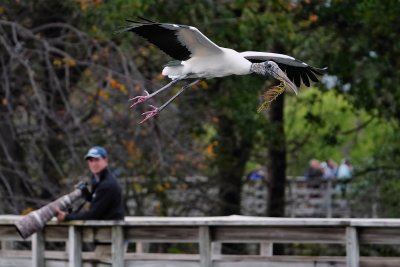 Wood stork passing a photographer