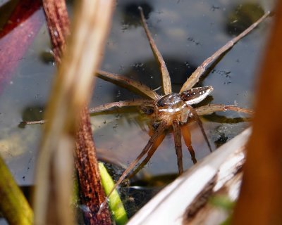 Six-spotted fishing spider on the water