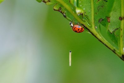 Ladybug and caterpillar
