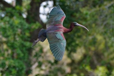 Glossy ibis in flight