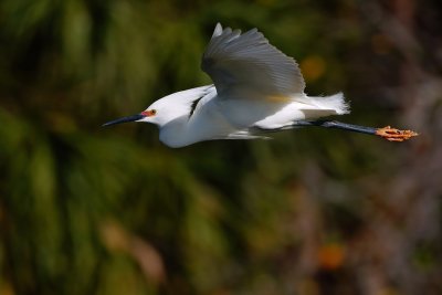 Snowy egret in flight with mating colors