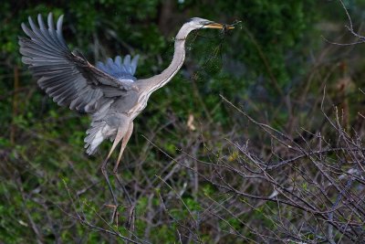 Great blue heron landing with a stick