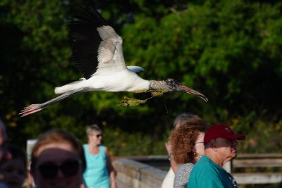 Wood stork passing at head level