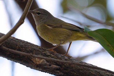 Orange-crowned warbler