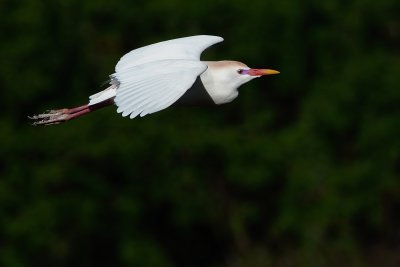 Cattle egret flying in mating colors