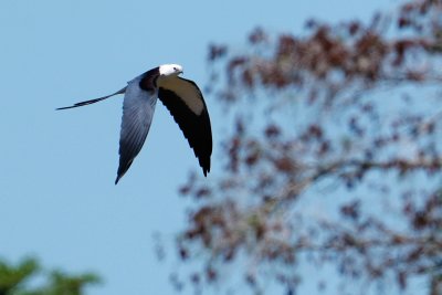 Swallow-tailed kite flying by