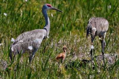 Sandhill cranes with chicks