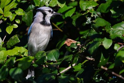 Blue jay