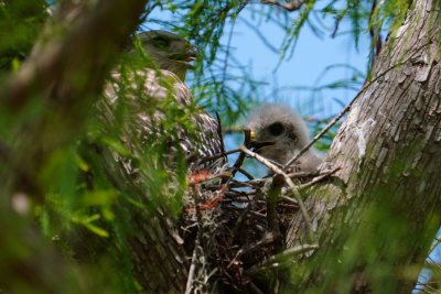 Red-shouldered hawk chick and parent