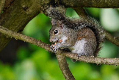 Squirrel enjoying a peanut