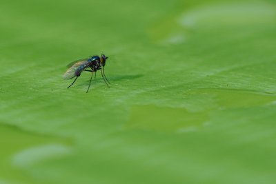 Tiny long-legged fly
