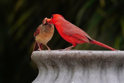 Cardinal poppa feeding the youngster