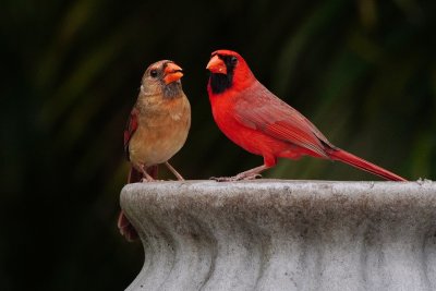 Male cardinal and chick