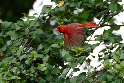 Male cardinal flying through the yard