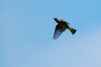 Cedar waxwing in flight