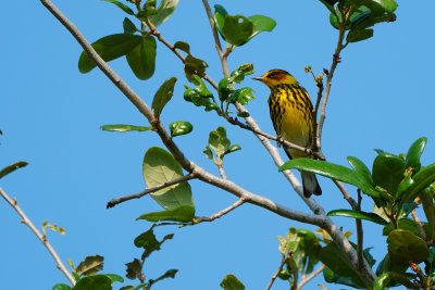 Cape May warbler